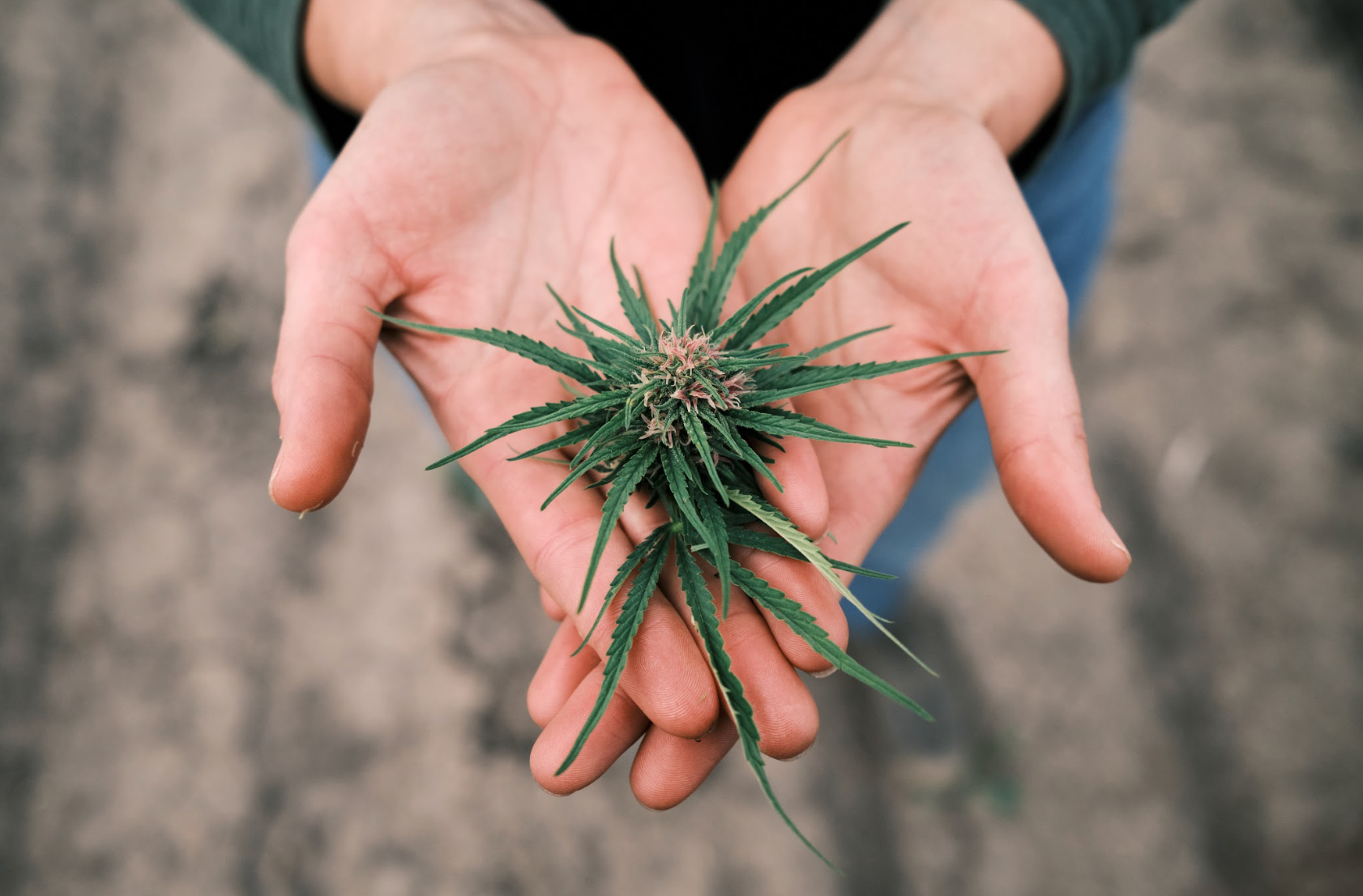 CBD for First-Timers: What to Expect with Your First Dose