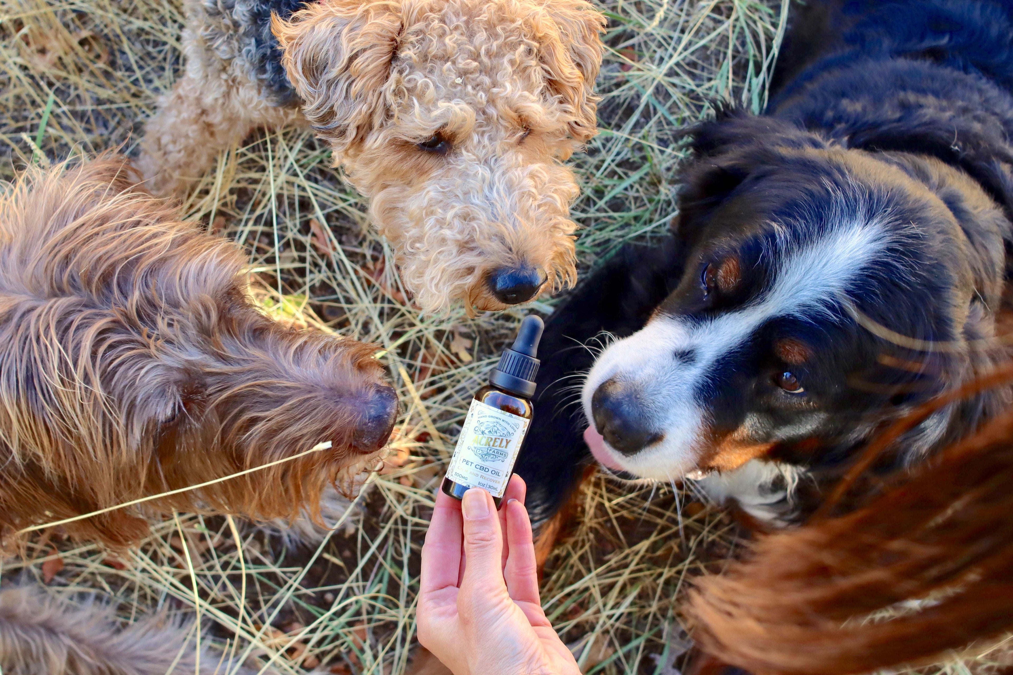 A hand holds a small dropper bottle of Acrely Farms Pet CBD Oil between three dogs outdoors on a bed of dry grass. One dog is a black and white Bernese Mountain Dog, one is a curly light brown Airedale, and the third is a brown dog, all looking at the bottle.