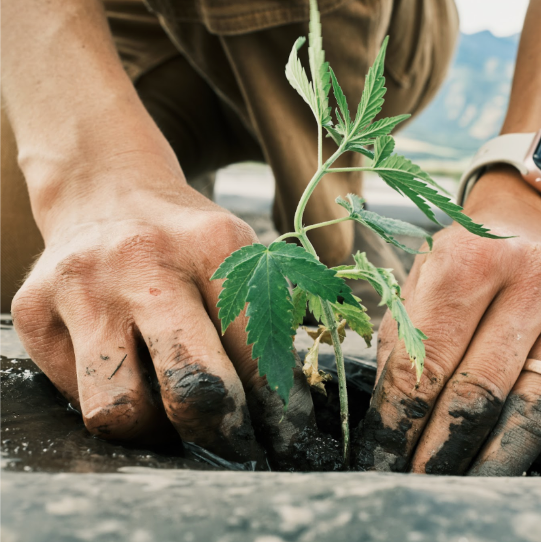 Close-up of a person planting a small green cannabis plant into soil, with their hands and torso visible against an outdoor background.
