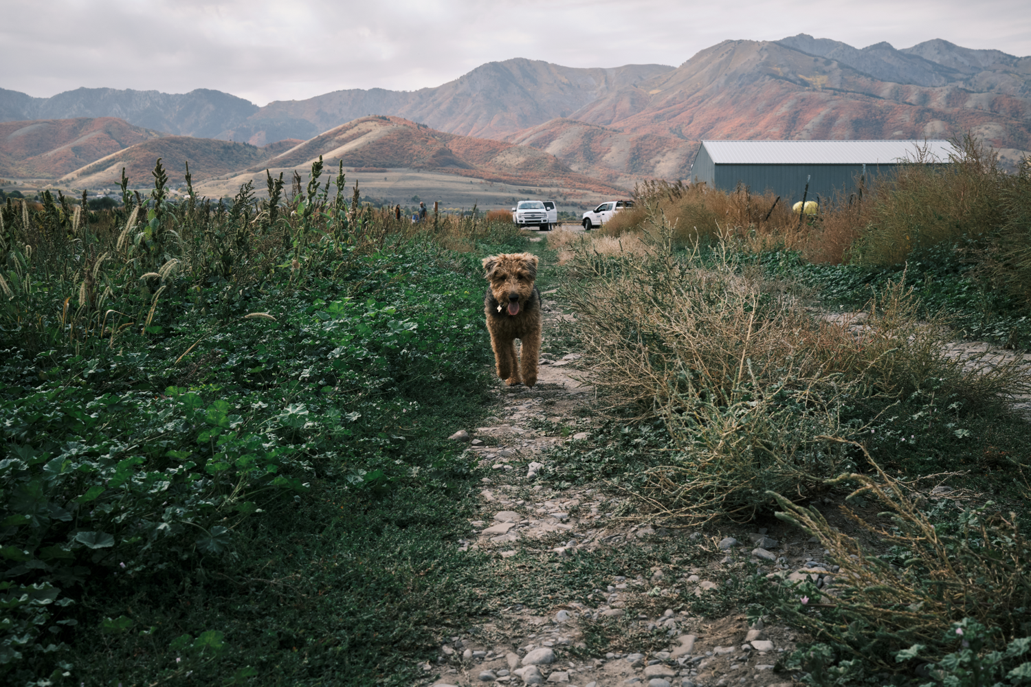 CBD for pet Acrely Farms 