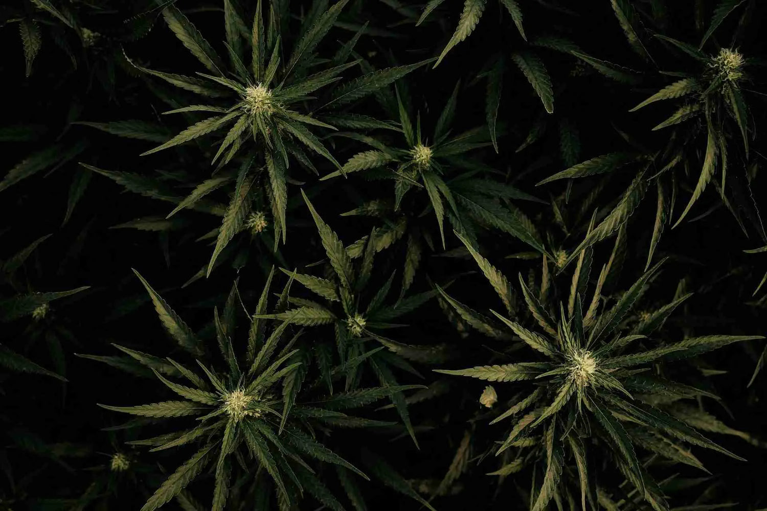 CBD vs Delta Acrely Farms in Utah 