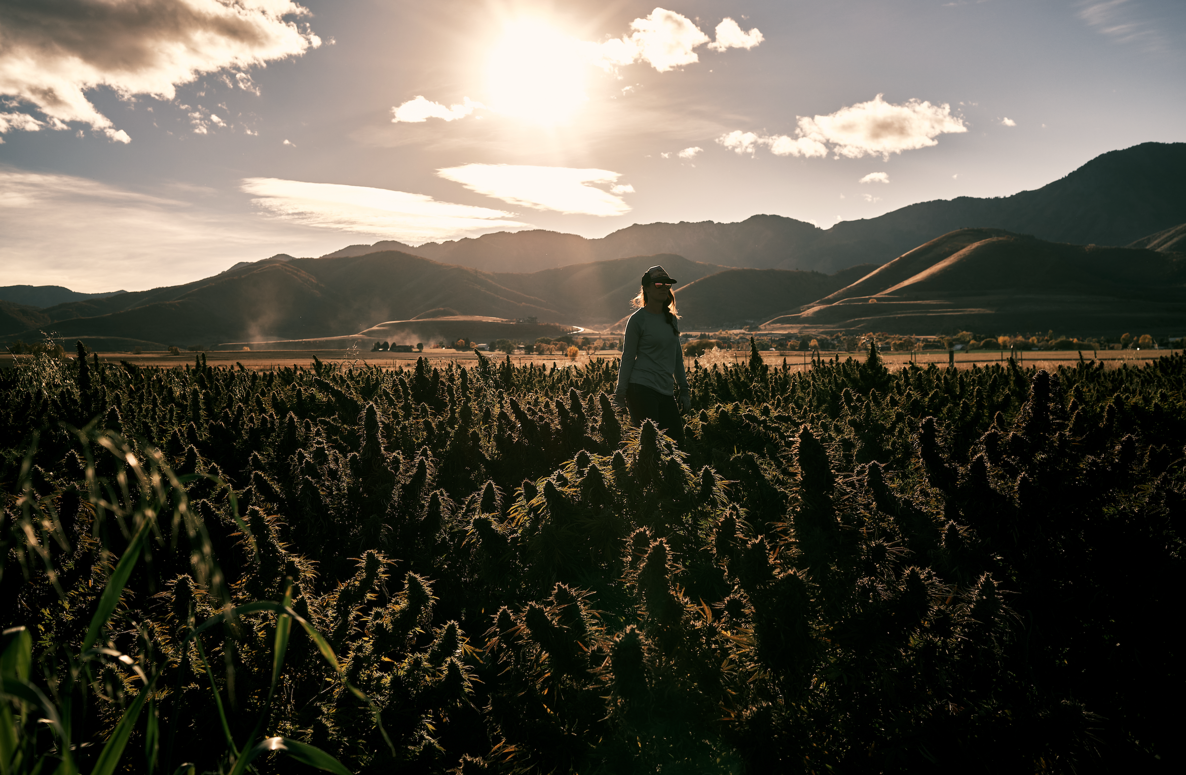 A person standing in a field of cannabis plants at sunset, with mountains and a cloudy sky in the background.