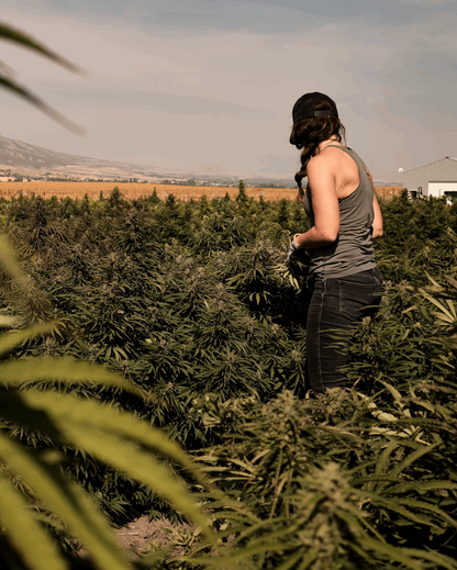 A woman stands in a field of cannabis plants, viewed from behind as she looks out over the rows under a hazy sky.