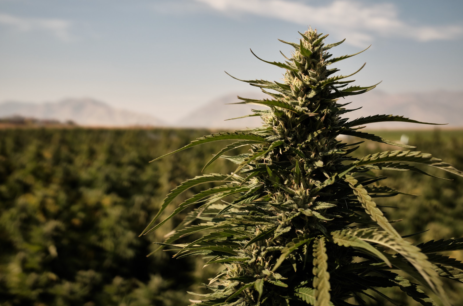 Hemp CBD Plant