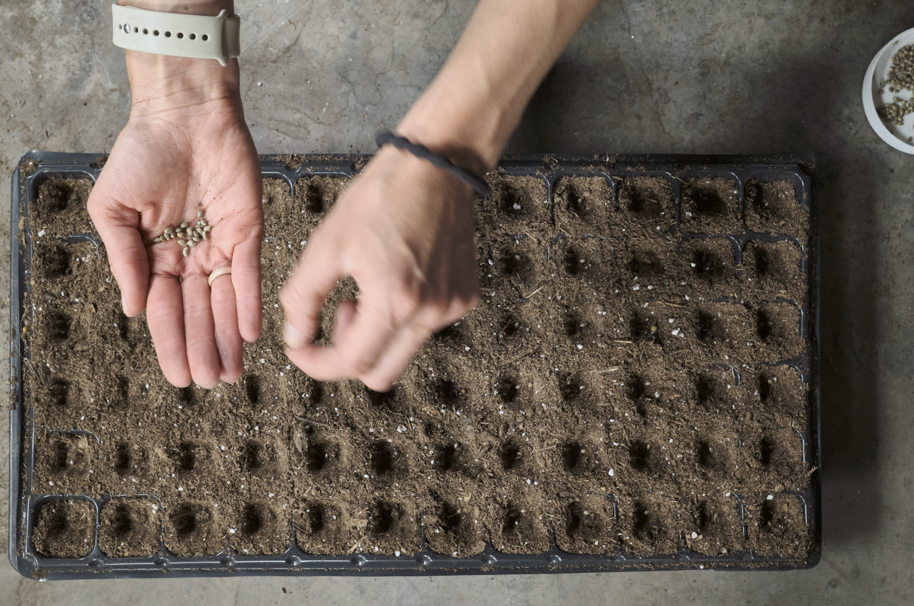 Hemp CBD Plant Seeds
