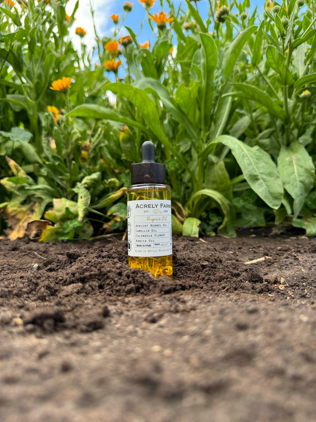 Calendula infused Repair Oil with Arnica at Acrely Farms